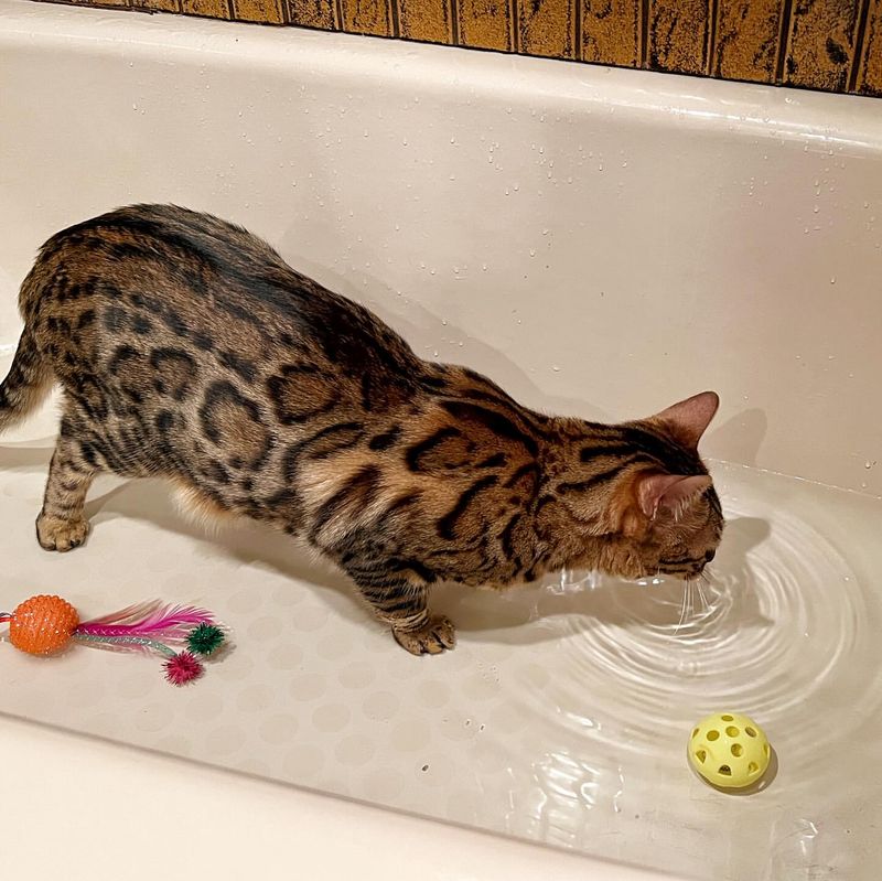 Cats Hate Water