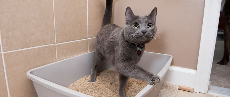 Cats Instinctively Use Litter Boxes