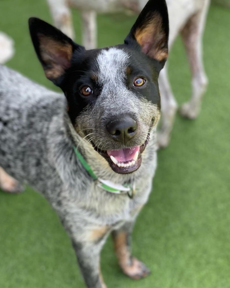 Cattle Dog