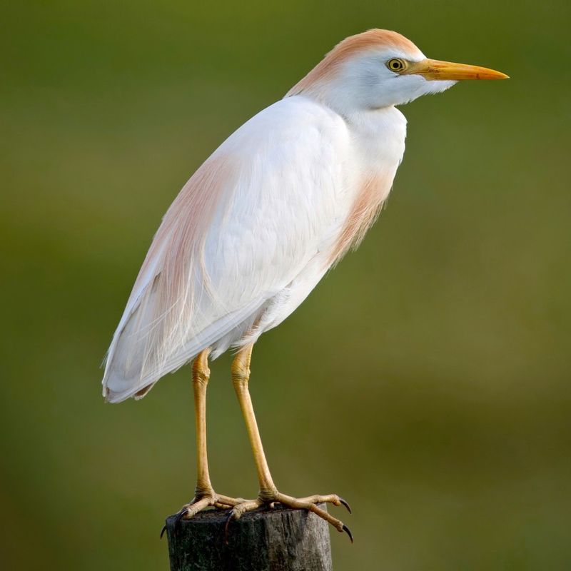 Cattle Egret