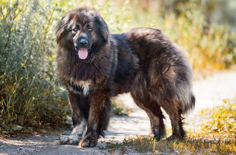 Caucasian Shepherd