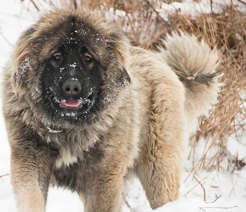 Caucasian Shepherd