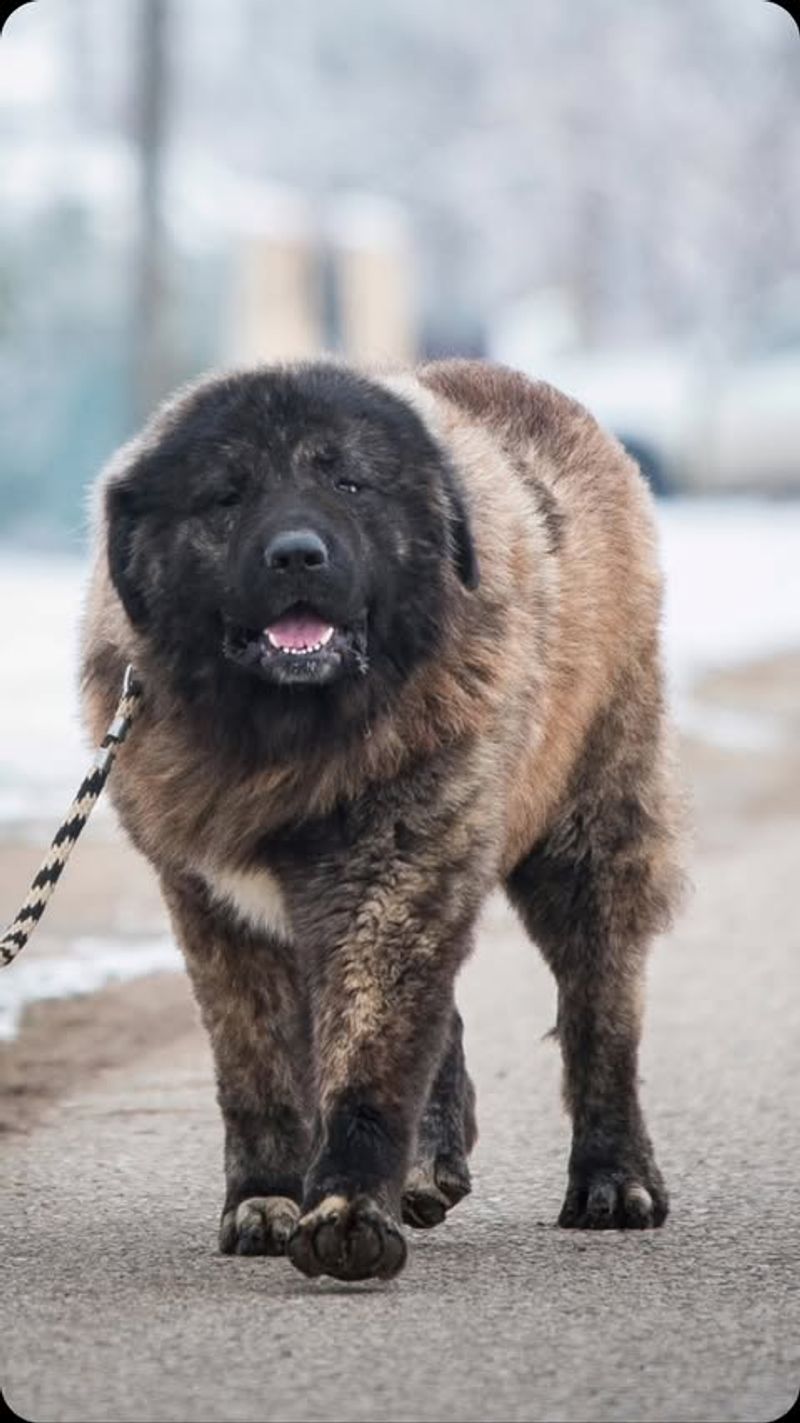 Caucasian Shepherd Dog