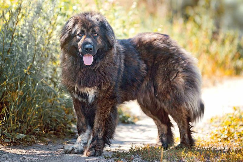 Caucasian Shepherd Dog