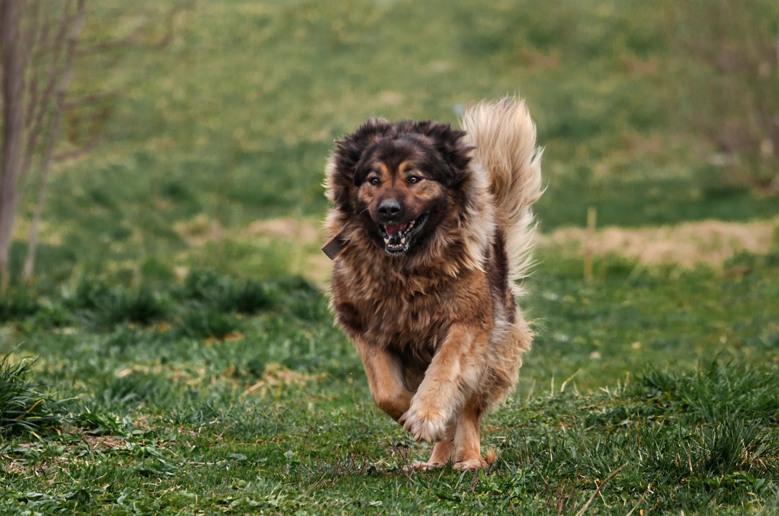 Caucasian Shepherds