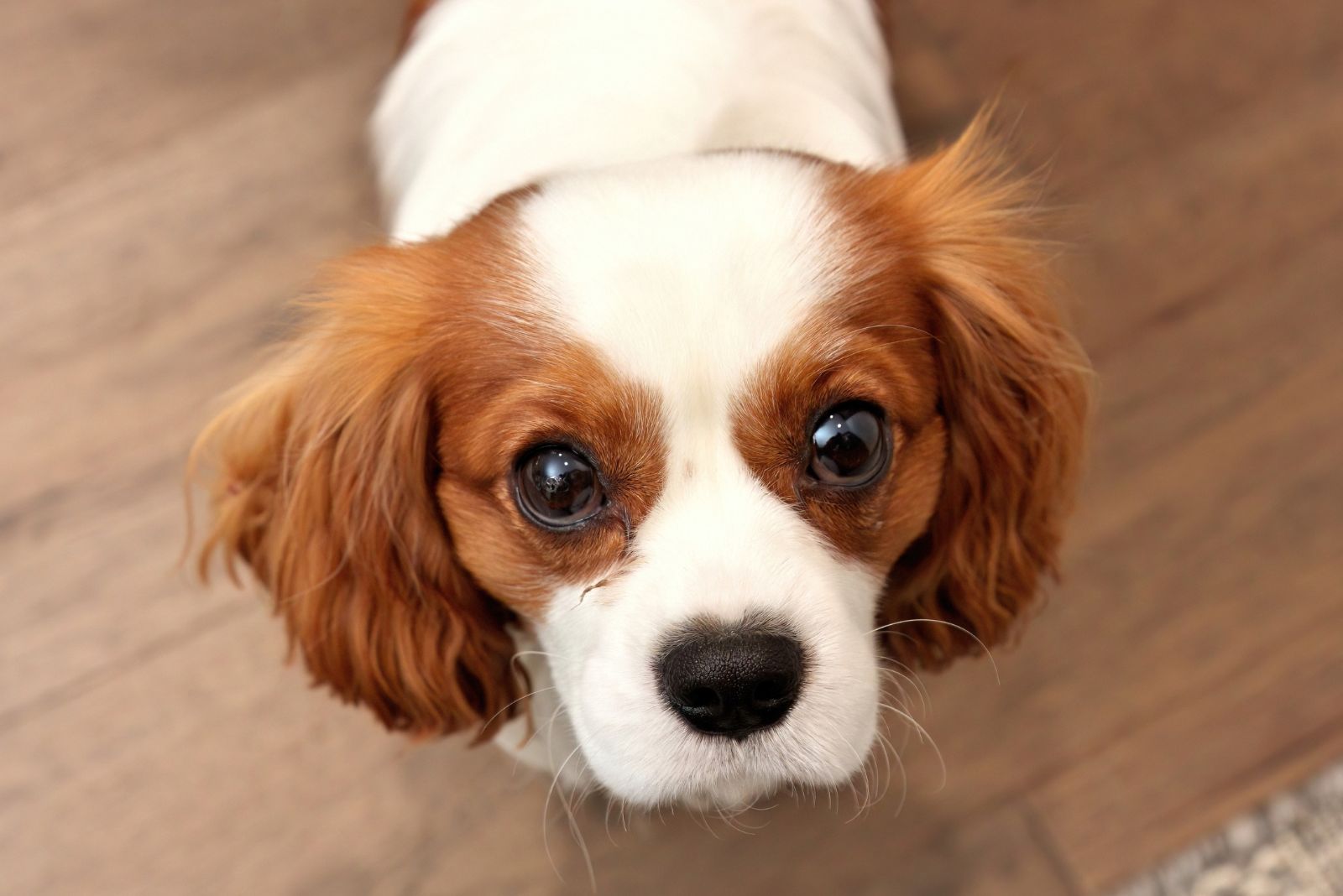 Cavalier King Charles Spaniel