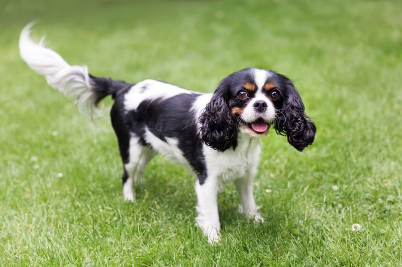 Cavalier King Charles Spaniel