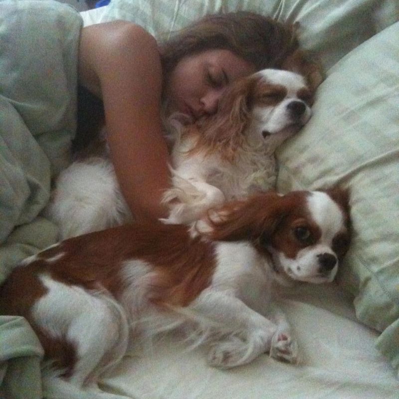 Cavalier King Charles Spaniel