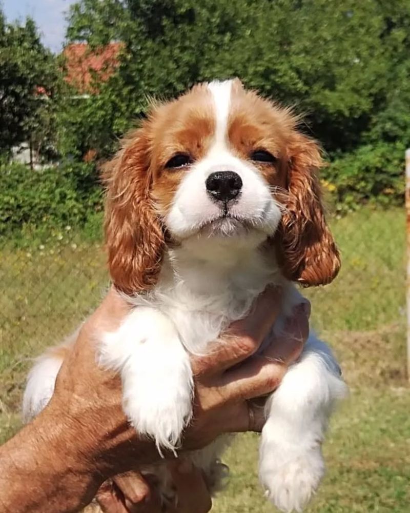 Cavalier King Charles Spaniel