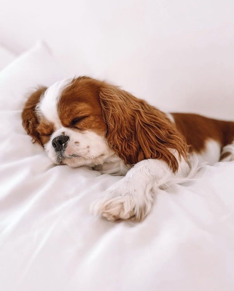 Cavalier King Charles Spaniel