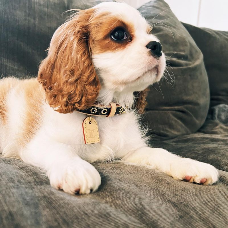 Cavalier King Charles Spaniel