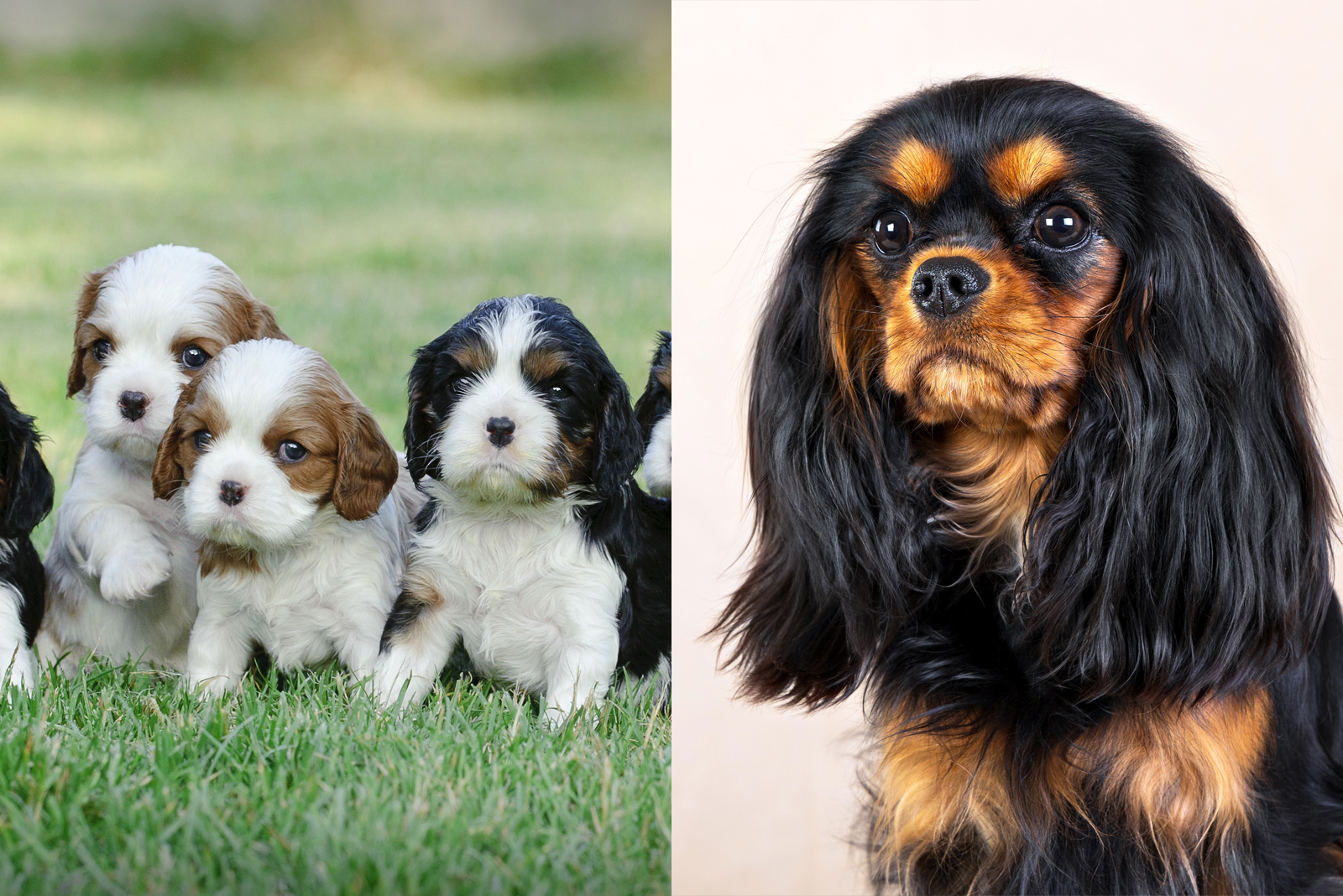 Cavalier King Charles Spaniel