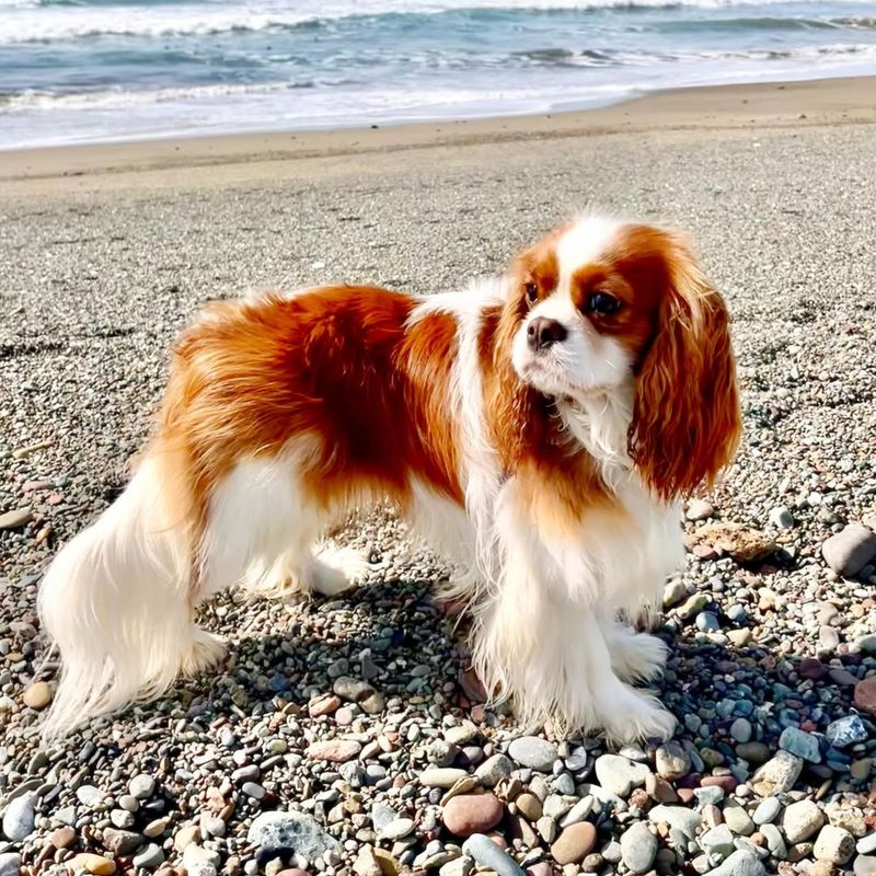 Cavalier King Charles Spaniel