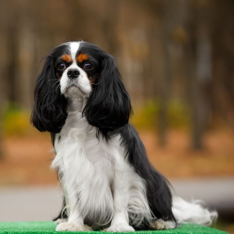 Cavalier King Charles Spaniel