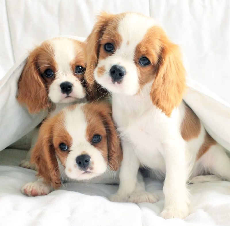 Cavalier King Charles Spaniel