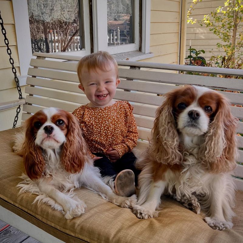 Cavalier King Charles Spaniel