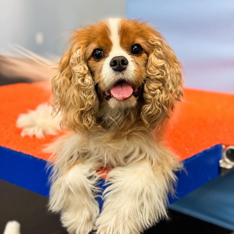 Cavalier King Charles Spaniel