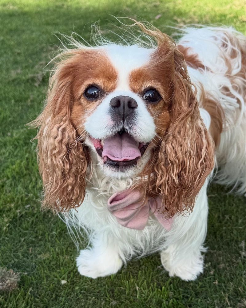 Cavalier King Charles Spaniel