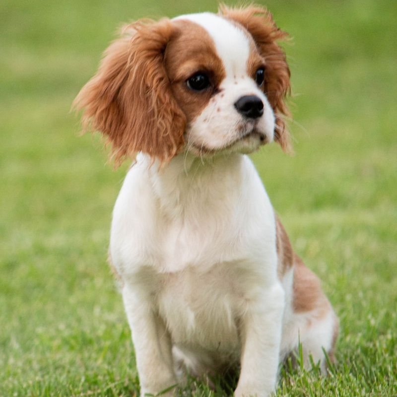 Cavalier King Charles Spaniel