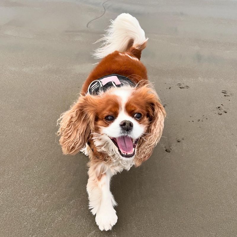 Cavalier King Charles Spaniel