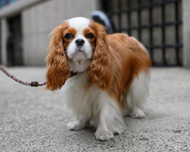 Cavalier King Charles Spaniel