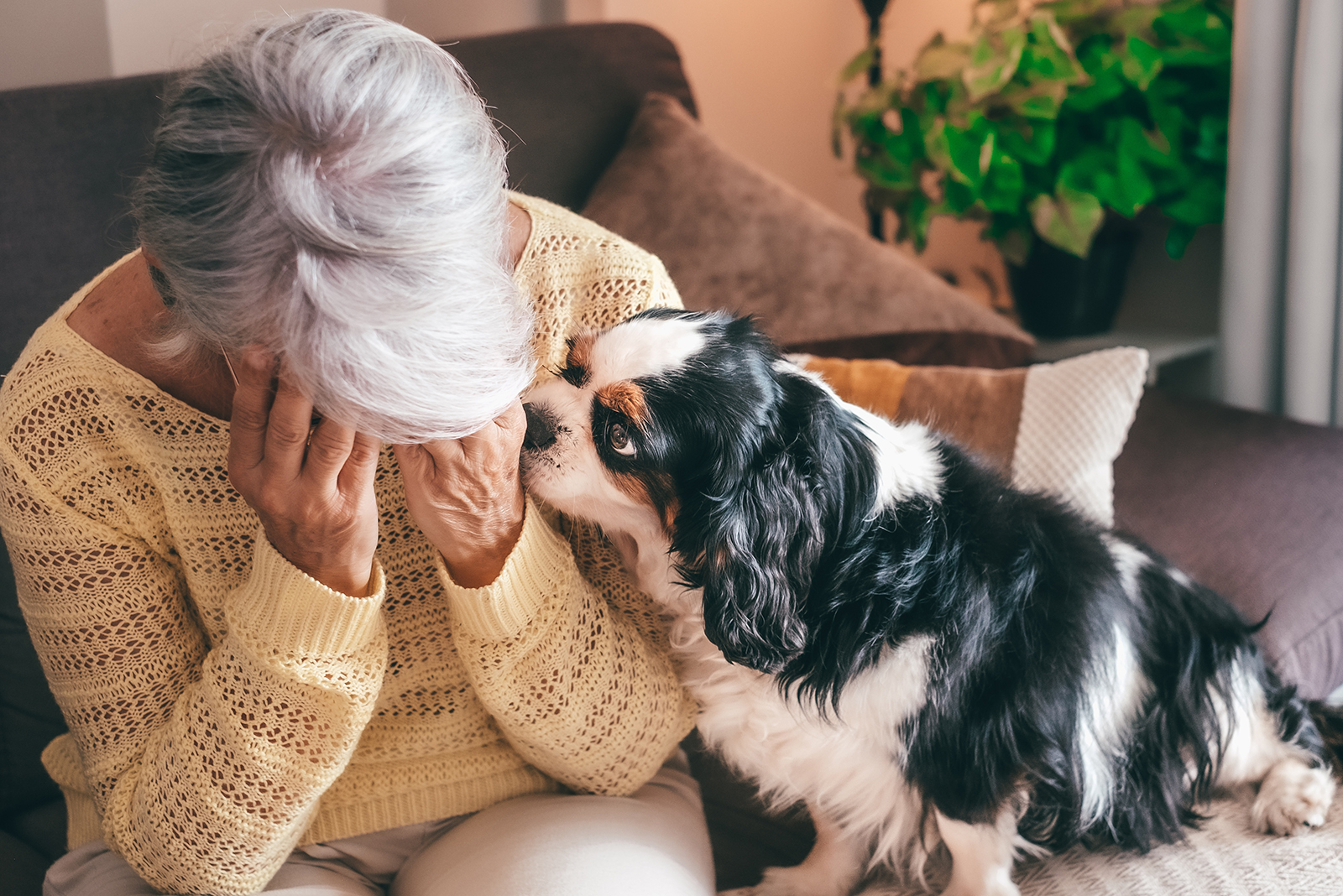 Cavalier King Charles Spaniel comforting woman