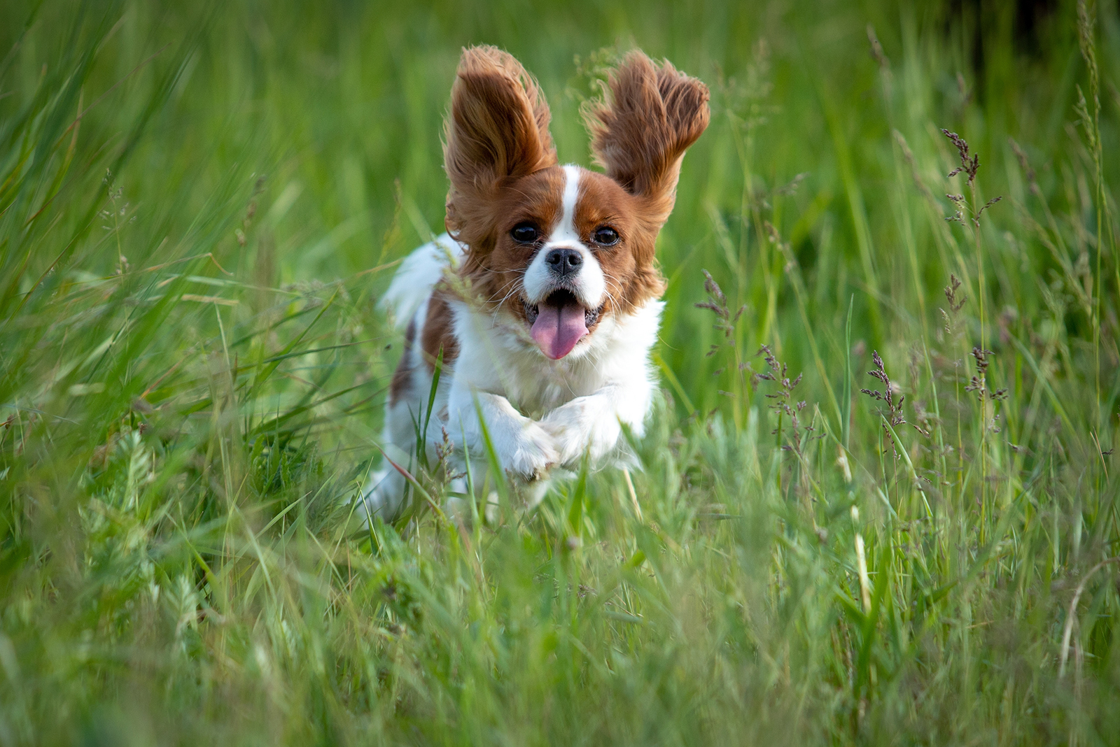 cavalier king charles spaniel running