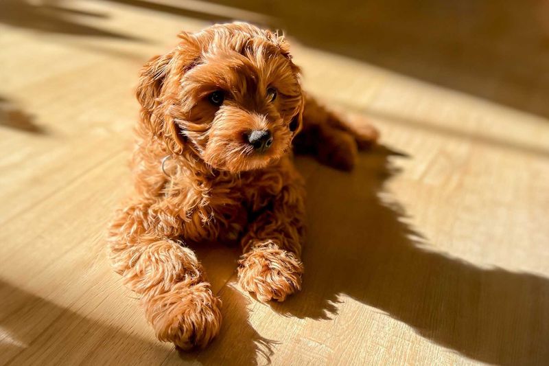 Cavapoo