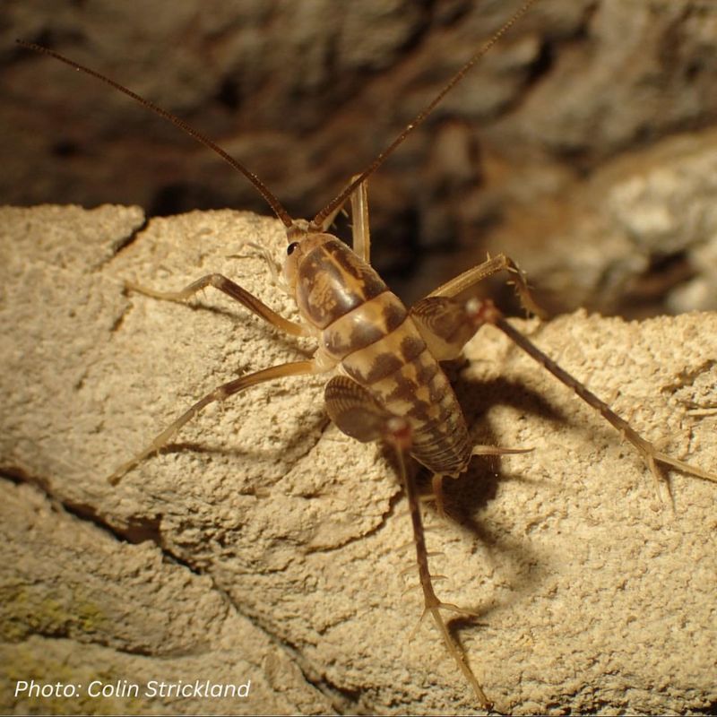 Cave Crickets