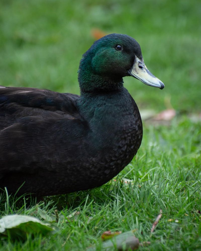 Cayuga Duck