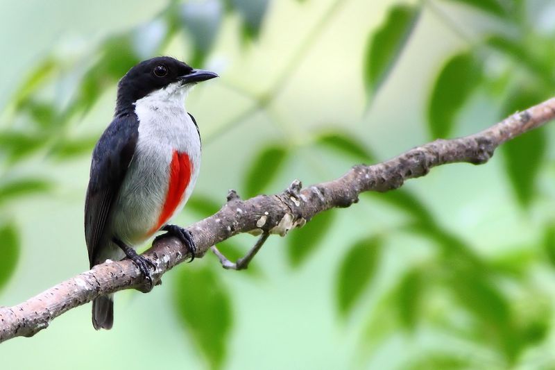 Cebu Flowerpecker