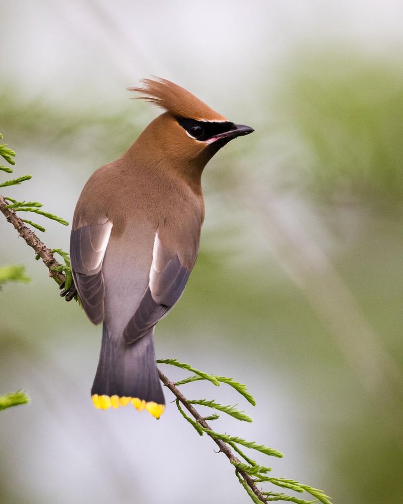 Cedar Waxwing