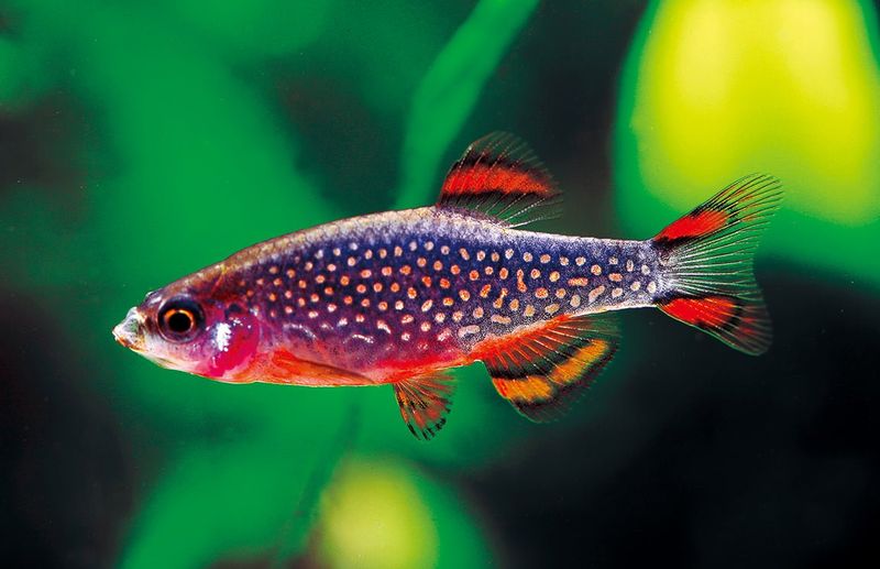 Celestial Pearl Danio