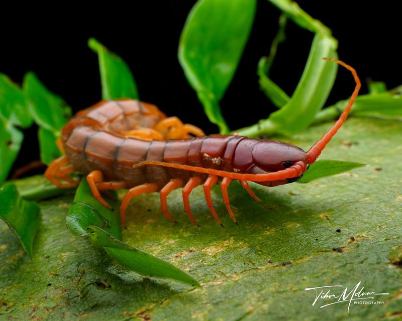 Centipede