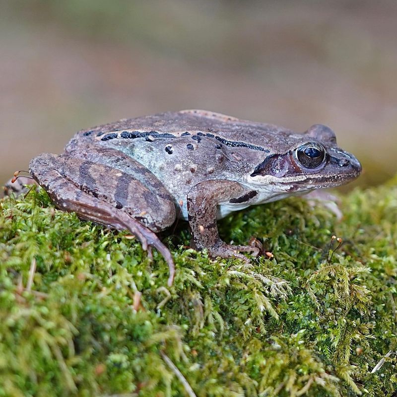 Certain Amphibians (e.g., Wood Frogs)