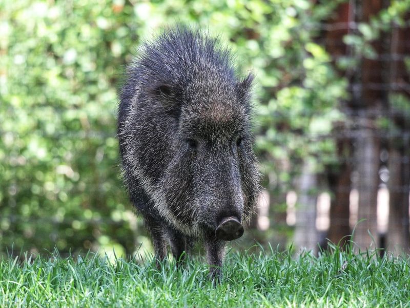 Chacoan Peccary