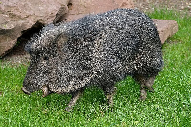 Chacoan Peccary