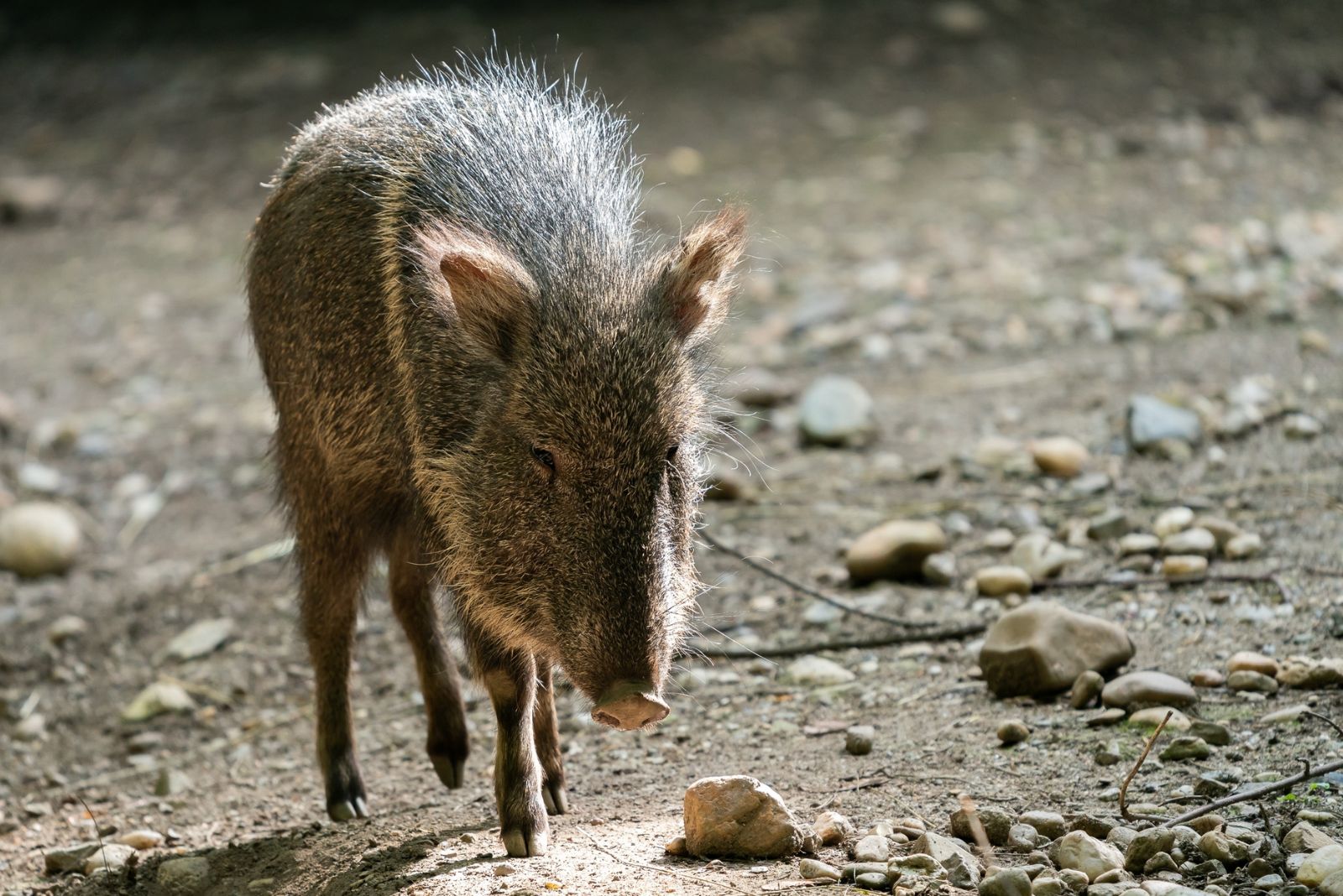 Chacoan Peccary