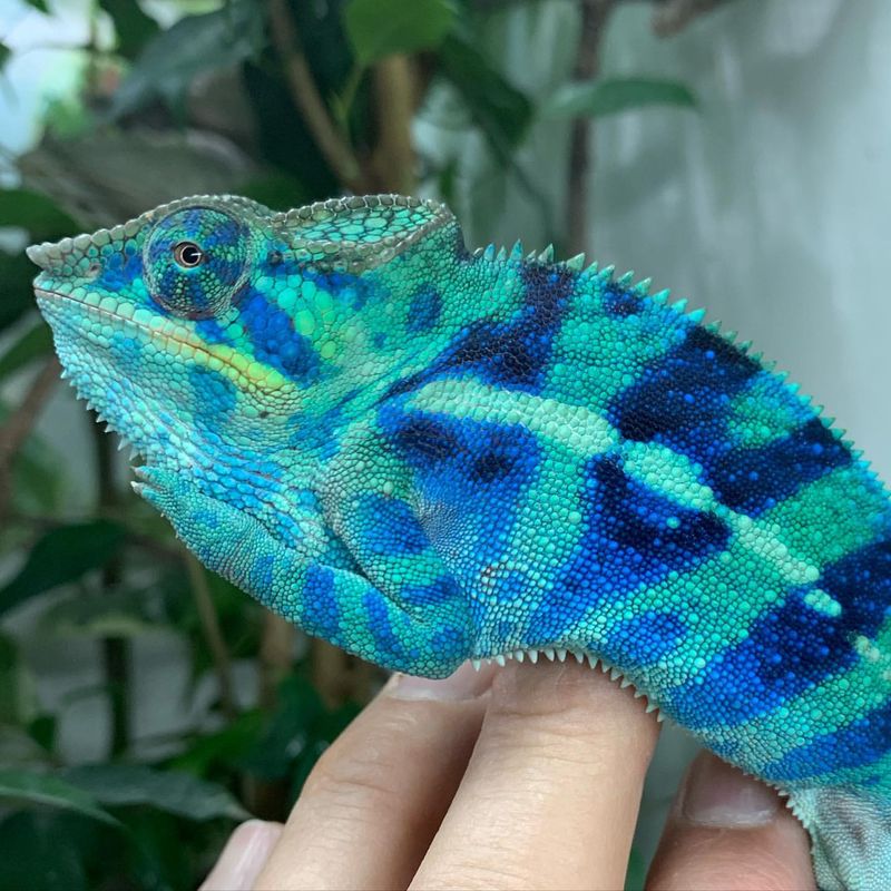 Chameleon