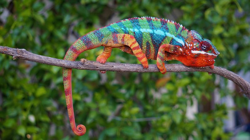 Chameleon