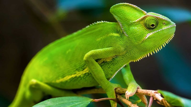 Chameleon