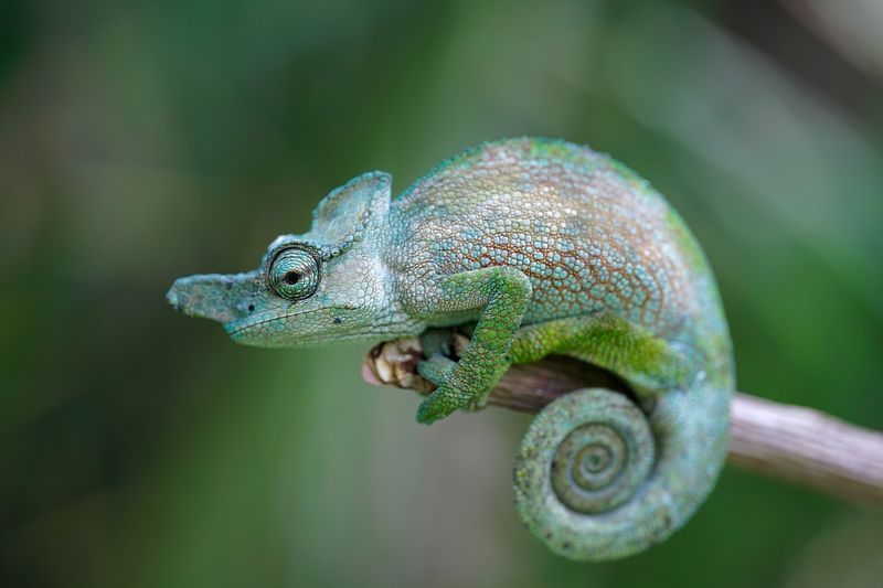 Chameleon