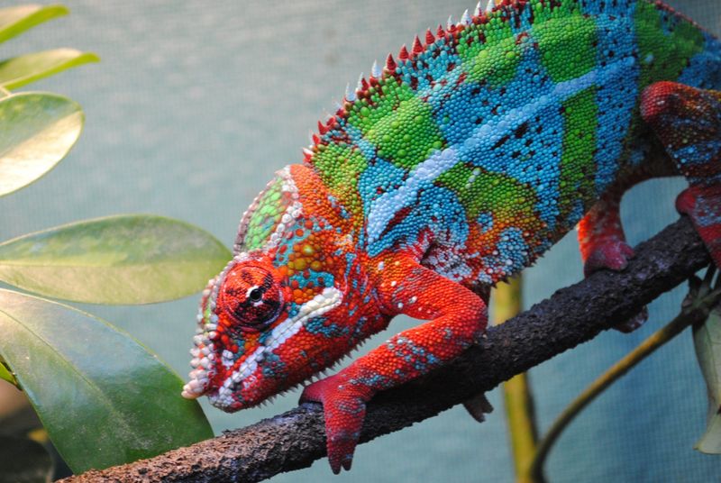 Chameleon