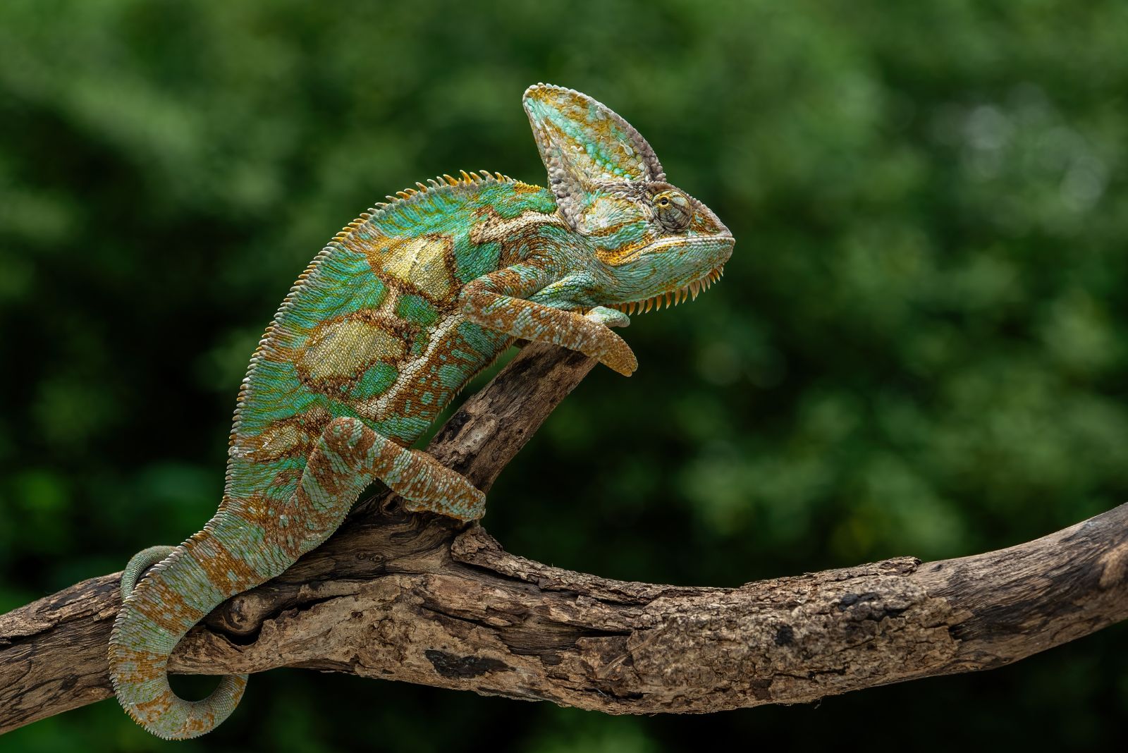 Chameleon