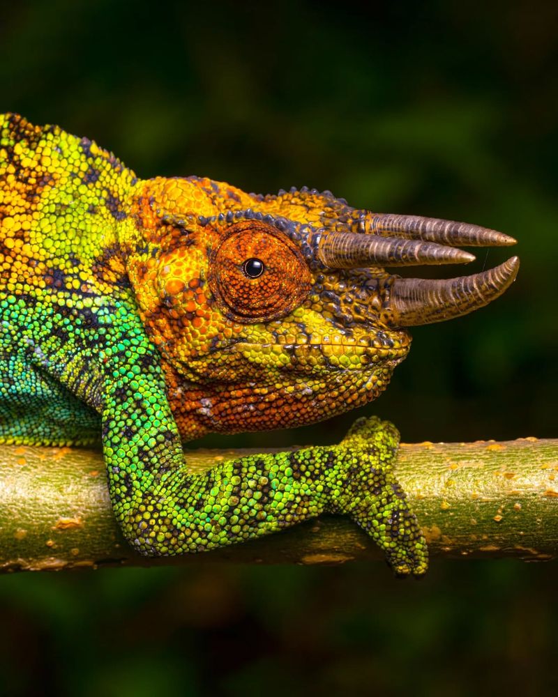 Chameleons Change Color to Match Their Surroundings