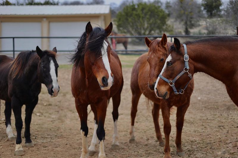 Changes in Herd Dynamics