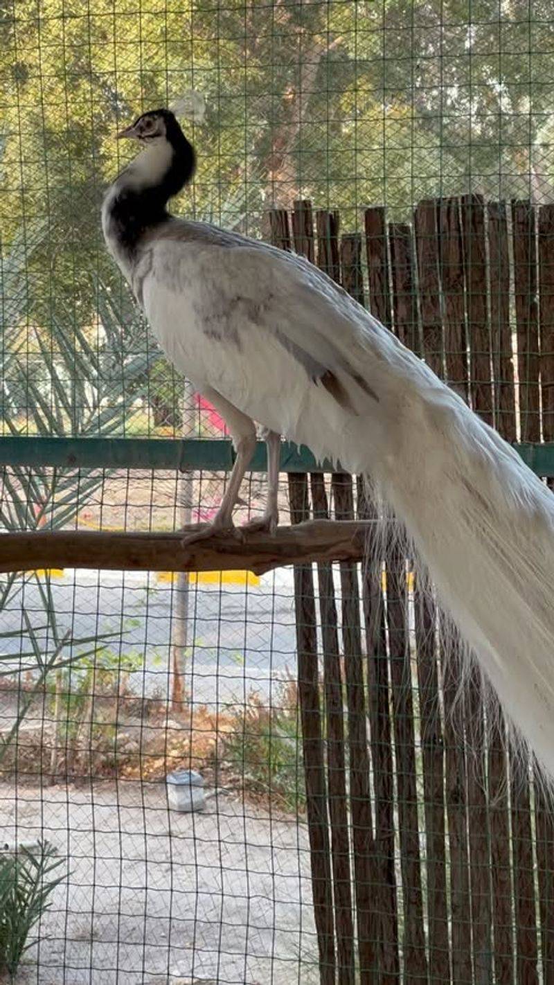 Charcoal Peafowl