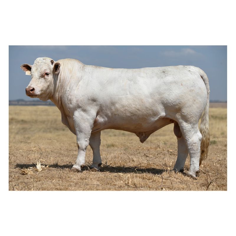 Charolais