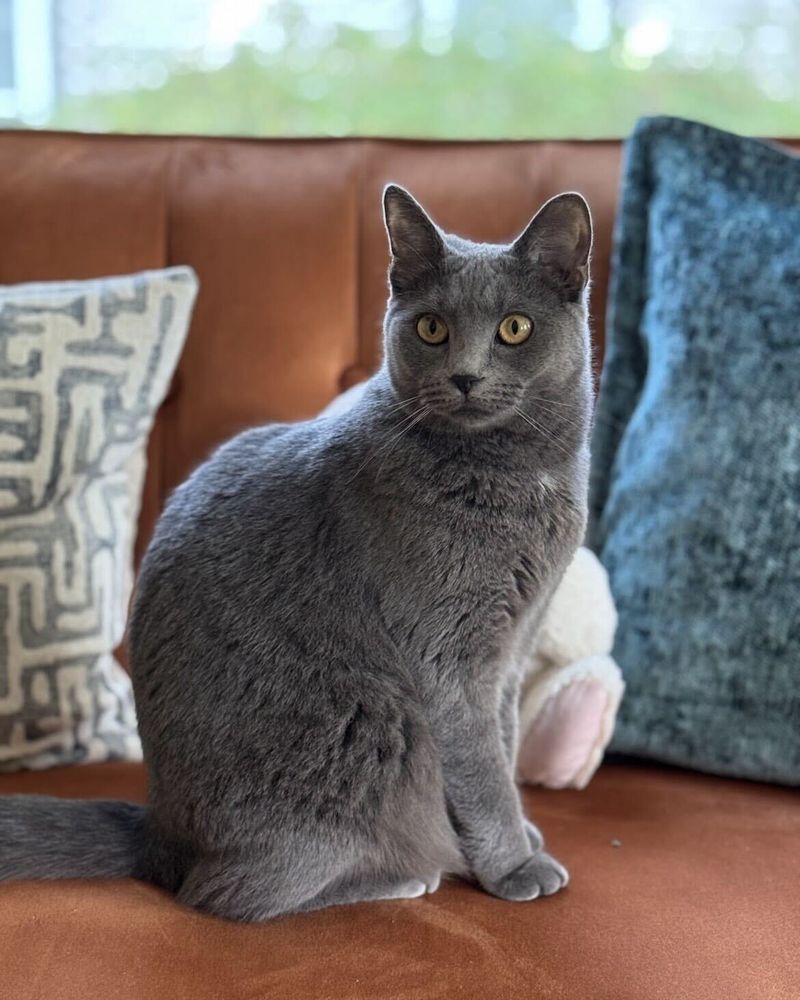 Chartreux