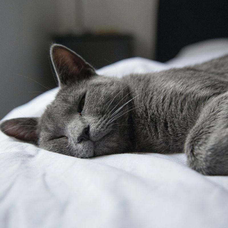 Chartreux